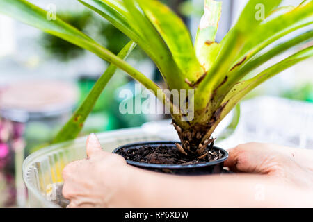 Donna mani di lavaggio per la pulizia potted dracena pianta verde pot vaso al di fuori del giardino di casa backyard closeup Foto Stock