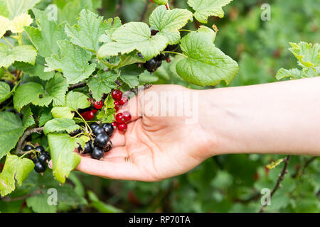Appendere il rosso e il nero bacche Ribes maturazione sulla pianta bush in Russia o in Ucraina dacha Giardino agriturismo con donna raccolta a mano tenendo la frutta Foto Stock