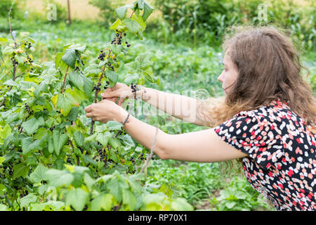 Appendere ribes nero bacche maturazione sulla pianta bush in Russia o in Ucraina dacha Giardino agriturismo con ragazza giovane donna raccolta a mano tenendo la frutta Foto Stock