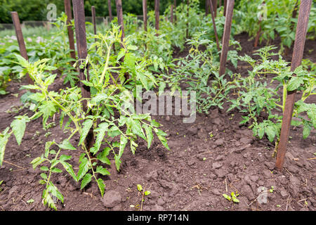 Vista dettagliata del file di molti pomodoro verde piante pendenti crescente sulla pianta della vigna in giardino dal suolo, bastone di legno pole Foto Stock