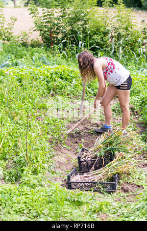 Giovane donna ragazza contadino con pala e forcone raccolta bulbo aglio in una fattoria o in giardino di scavare al di fuori della massa di suolo Foto Stock