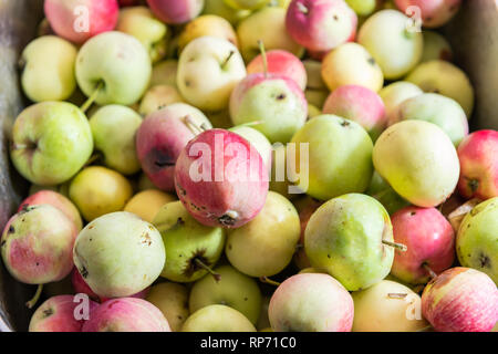 Primo piano di molti verde giallo o Pink Lady mele nella scatola o nel lavandino che mostra il dettaglio e texture per la lavorazione Foto Stock