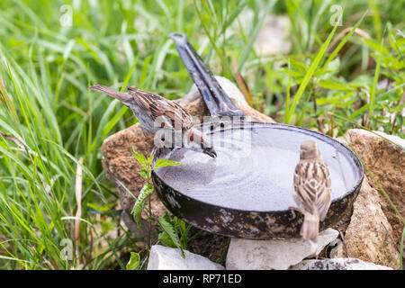 Primo piano dei due comuni casa passero uccelli arroccato su pan pot con foglie di colore verde erba in estate acqua potabile Foto Stock