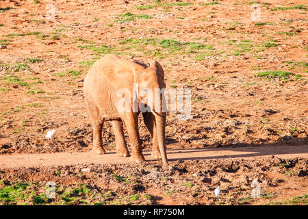 Gli elefanti africani in Cabarceno riserva naturale Foto Stock