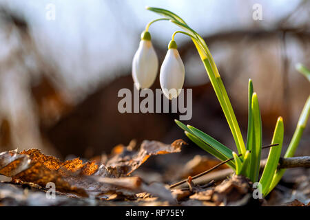 Sunny snowdrop fiori che crescono nella foresta. Foto Stock