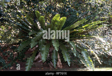 Un sano Bird's-NEST (felci Asplenium nidus) crescente nell'ombra di un giardino suburbano nel Nuovo Galles del Sud, Australia. Foto Stock