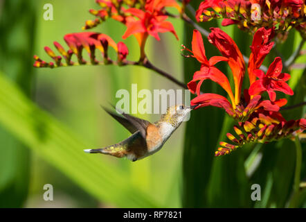 Un Rufous Hummingbird (Selasphorus rufus) alimentare il nettare da rosso fiori Crocosmia Foto Stock