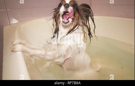 Umido cane Papillon sorge nella stanza da bagno Foto Stock