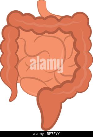 Isolato di piccole e grandi intestini Illustrazione Vettoriale