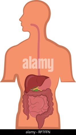 Apparato digestivo umano in un corpo di uomo Illustrazione Vettoriale