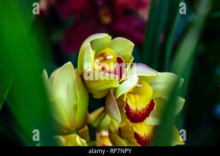 Le orchidee di molti colori fiori Foto Stock