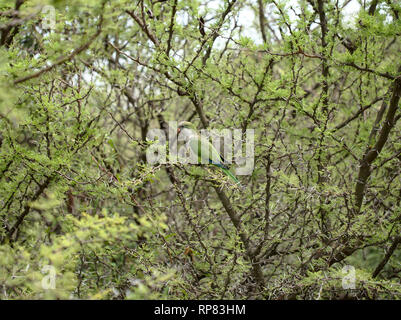 Parrot in piedi su un albero di espinillo (Vachellia caven) in Villa de Merlo, San Luis, Argentina. Foto Stock