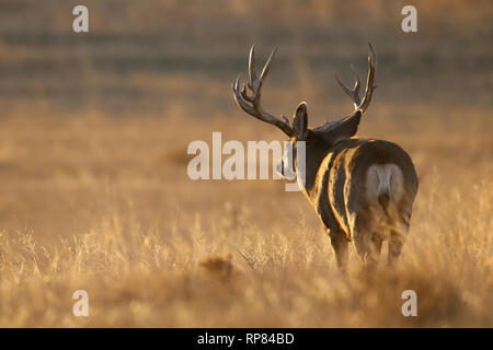 Mule Deer buck lato illuminato in pascoli paesaggio della prateria Foto Stock