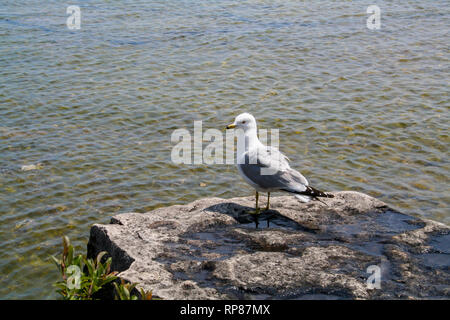 Seagull seduto su una roccia sul vaso di fiori isola Foto Stock