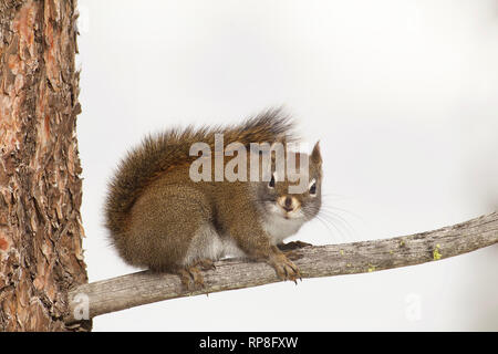 Scoiattolo rosso, a.k.a. Pine Squirrel, pino sul ramo di albero con tronco di albero e isolato bianco Sfondo Inverno Foto Stock