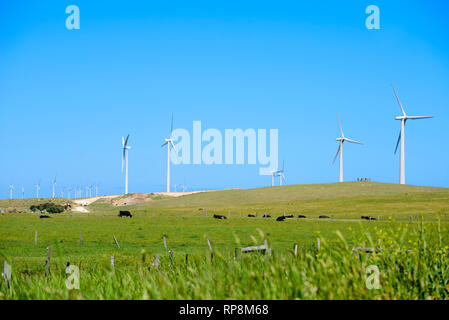 Le turbine eoliche in azienda agricola con allevamento di bestiame al pascolo nelle zone rurali del Victoria Australia Foto Stock