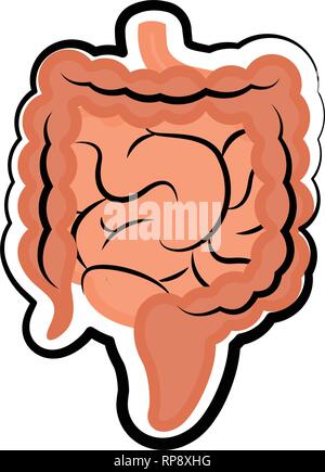 Piccoli e grandi intestini. Schizzo colorati Illustrazione Vettoriale