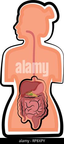 Apparato digestivo umano in un corpo di donna Illustrazione Vettoriale