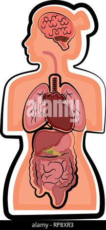 Anatomia umana in un corpo di donna Illustrazione Vettoriale