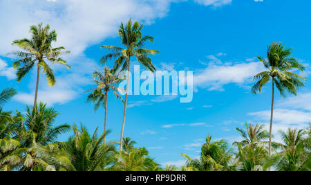 Albero di cocco contro il cielo blu e nuvole bianche. Estate e Paradise beach concetto. Tropicale coconut Palm tree. Vacanze estive sull'isola. Noce di cocco Foto Stock