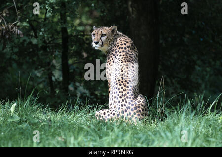 Cheetah, Acinonyx jubatus, splendido animale mammifero nel giardino zoologico Foto Stock