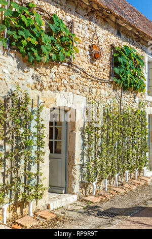 Orsan priory giardino, francia : la reception edifici con contro il muro, meli in spalliera e Crimson vite gloria tagliato nel rettangolo (obl Foto Stock