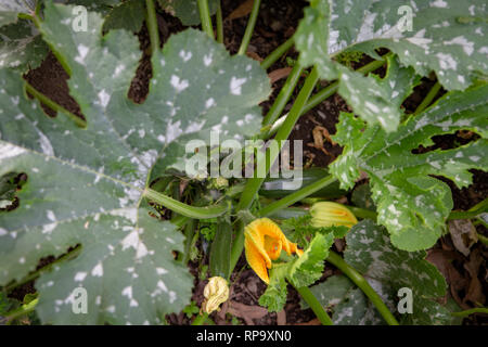 Una sana zucchina piante fiorite e la produzione di nuovi giovani verdure a Canterbury, Nuova Zelanda Foto Stock