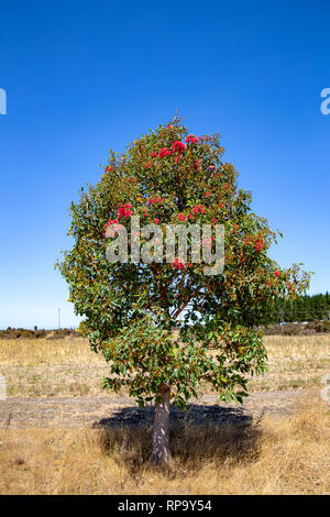 Un giovane albero di gomma a fioritura Birdlings piana, Canterbury Foto Stock