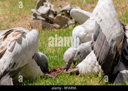 Cape avvoltoi che competono per il cibo durante il periodo di alimentazione all'African Raptor Centre, Natal Midlands, Sud Africa. Foto Stock