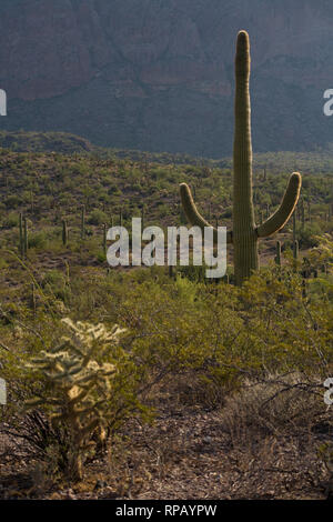 Saguaro simmetrica Foto Stock