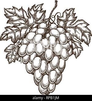 Prelevate il ramo di uva con foglie. Vigneto cantina vino sketch. Vintage illustrazione vettoriale Illustrazione Vettoriale