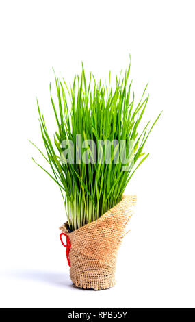 Erba di frumento in un recipiente isolato su sfondo bianco Foto Stock