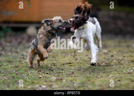 Due giovani ( 1 anno) English Springer Spaniel e Terrier cani giocare combattimenti che mostra denti e di aggressione ma in modo non nocivo. Foto Stock