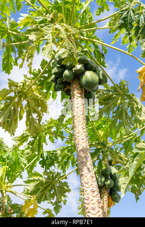 Albero di papaia (Carica papaya), St.George's, Grenada, Piccole Antille, dei Caraibi Foto Stock