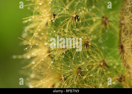 Close up di rugiada di mattina su verde cactus. Isole Galapagos. Ecuador Foto Stock