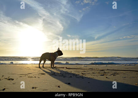 Silhouette di un bulldog francese cane contro il bellissimo tramonto sulla spiaggia di sabbia in vacanza Foto Stock