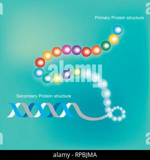 Struttura proteica. Una infografica illustrazione. Illustrazione Vettoriale