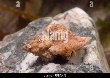 Oyster europea trapano / Sting winkle (Ocenebra erinacea) una peste di ostriche, in movimento in una rock pool, South Devon, Regno Unito, Settembre. Foto Stock