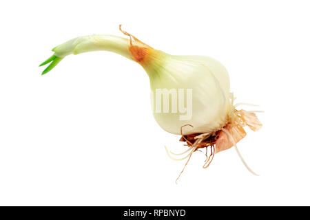 Una foto di una cipolla con radici e germogli verdi, isolata su uno sfondo bianco con un tracciato di ritaglio Foto Stock