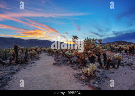 Cholla Cactus Garden a Joshua Tree National Park al tramonto Foto Stock