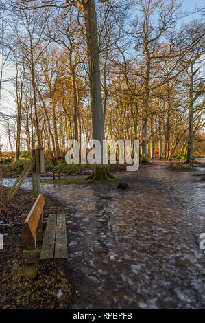 Bolam Lago Country Park, Northumberland, Regno Unito Foto Stock