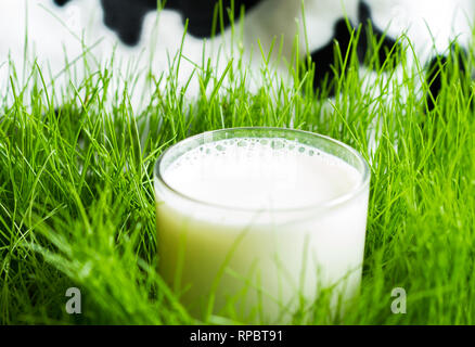 Vetro fresco di latte nella primavera erba verde sul prato con vacca sfocati sullo sfondo Foto Stock