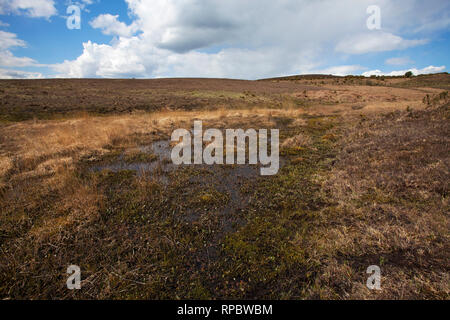 Area di torbiere e paludi Latchmore Fondo New Forest National Park Hampshire REGNO UNITO Inghilterra Aprile 2016 Foto Stock