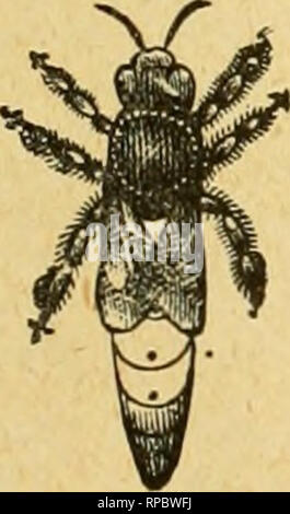 . American bee journal. La cultura delle api; le api. Quattro Celluloide Regina=bottoni Free come PREIVIIUIVl. Per inviare un nuovo abbonato al Bee ufficiale per l'equilibrio di questo 3'orecchio, con tanto di centesimi, si posta di quattro di questi graziosi ma- tonnellate per indossare il cappotto-bavero. (È possibile indossare uno e dare agli altri per i bambini.) la regina ha una sfumatura dorata. Questa offerta è resa solo per il nostro presente regolarmente agli abbonati. Nota.-un lettore scrive: " Ho tutti i motivi per credere che sarebbe una buona idea per ogni ape-lieeper indossare uno [dei pulsanti] come esso causerà la gente chiedere qu Foto Stock