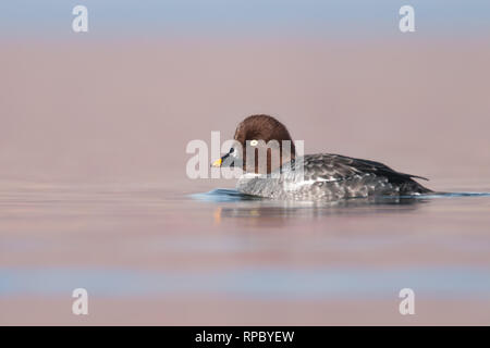 Femmina Comune di goldeneye (Bucephala clangula), incredibili bird dal bellissimo lago nella Repubblica Ceca Foto Stock