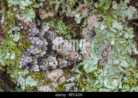 Falso Underwing Tarma (Allotria elonympha) seduto sul lichen coperto di corteccia di albero. Joseph E. Ibberson Area di Conservazione, Dauphin Co., PA, maggio. Foto Stock