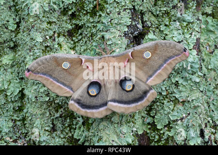 Polifemo falena (Antheraea polyphemus) femmina che mostra il display trasalimento su lichen coperto di rovere di castagno. Joseph E. Ibberson Area di Conservazione, Dauphi Foto Stock