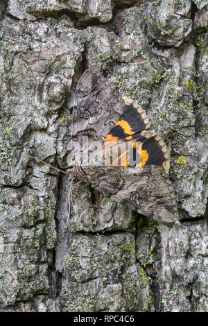 Penitente Underwing (Catocala piatrix) adulto su Black Walnut Tree trunk ali lampeggiante nel display il trasalimento. Powells Valley, Dauphin Co., PA, estate. Foto Stock