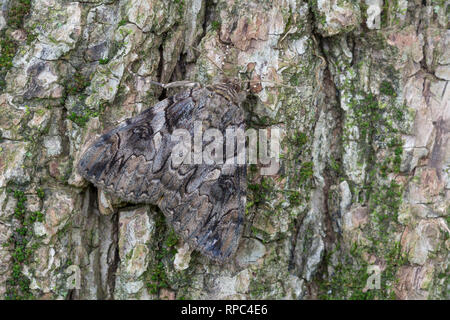 Penitente Underwing (Catocala piatrix) adulto su Black Walnut Tree trunk. Powells Valley, Dauphin Co., PA, estate. Foto Stock