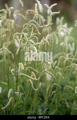 SANGUISORBA torri d'Avorio Foto Stock